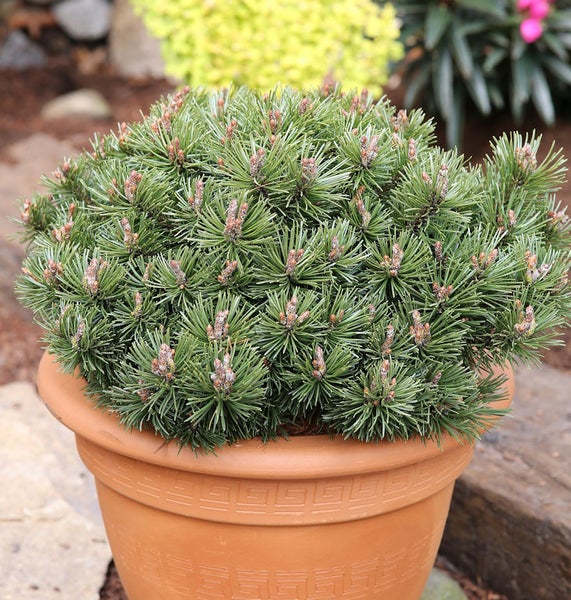 Kugelkiefer in einem Pflanztopf