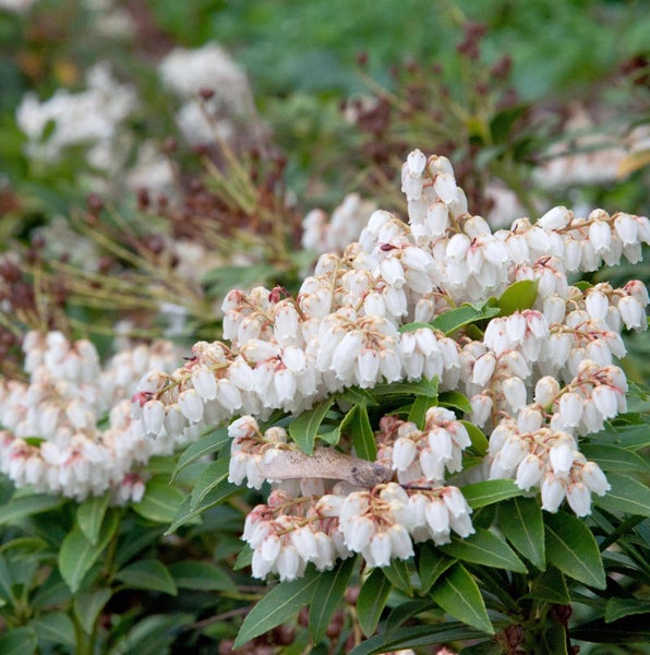 Schöne Glockenheide mit weißen Blüten und grünen Blättern.