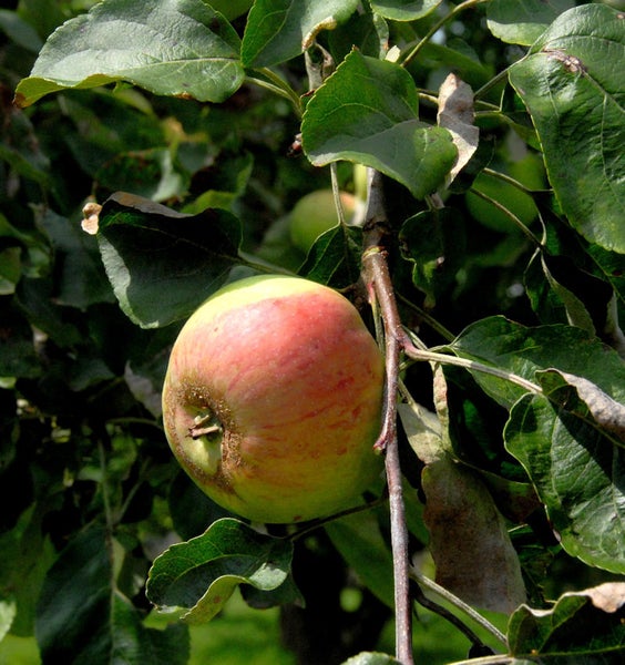 Apfel am Baum mit Blättern