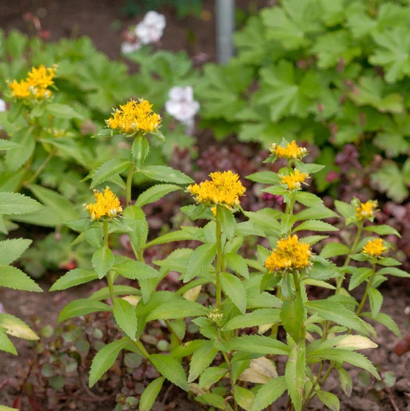 Gelbe Goldrute Staude im Gartenbeet.
