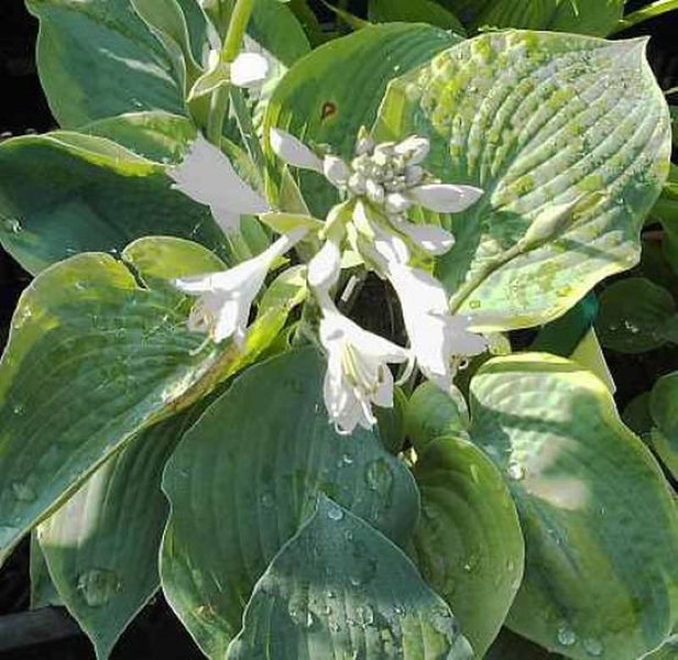 Funkie Pflanze mit weißen Blüten und grünen Blättern