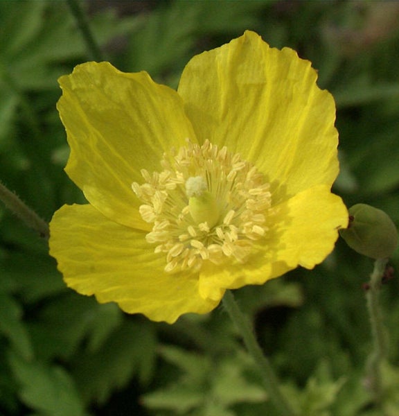 Gelber Mohn im Nahbereich