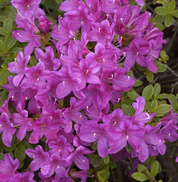 Nahaufnahme einer Gruppe lilafarbener Azaleenblüten