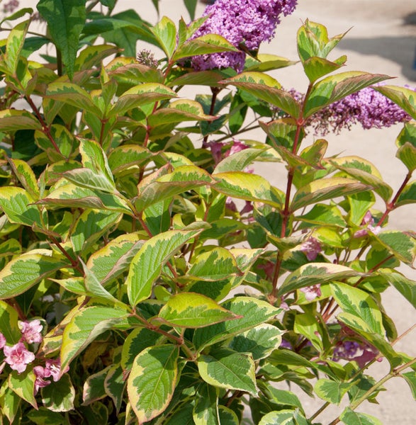 Blühender Zierstrauch mit Blättern