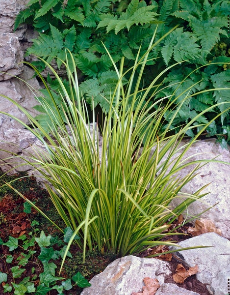 Acorus 'Ogon' - Zwergkalmus - Teichpflanze - Immergrün - ⌀9 cm - ↕10-20 cm
