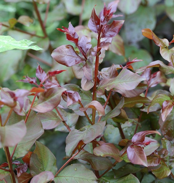 Detailansicht einer Heckenpflanze mit Blättern
