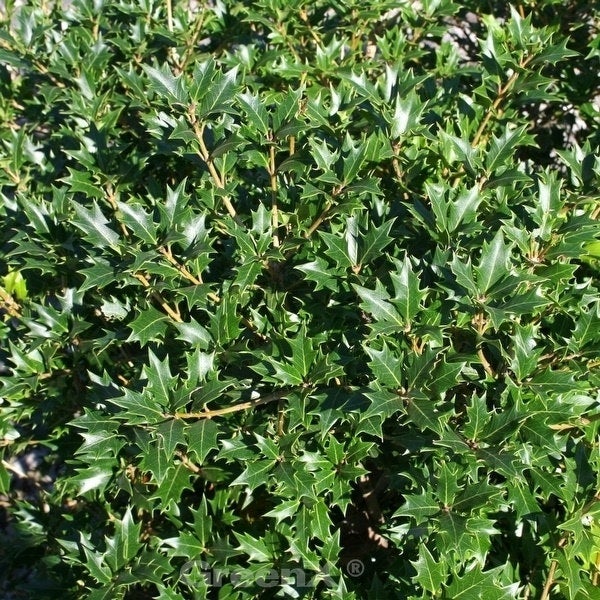 Stechpalme Pflanze mit grünen Blättern