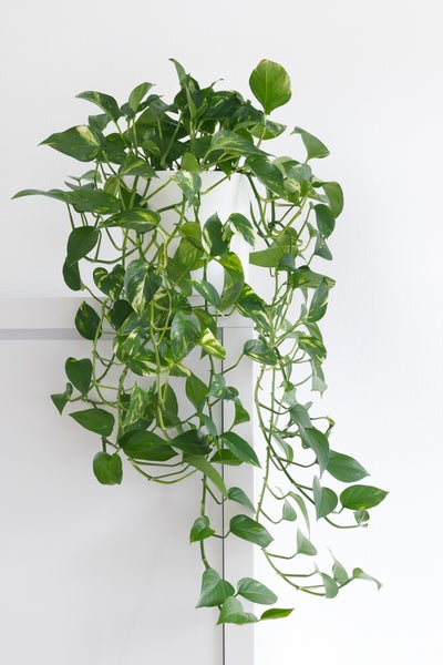 Scindapsus 'Aureum' im hängenden Topf pro 2 | Epipremnum - Zimmerpflanze cm17 cm - ↕25 cm