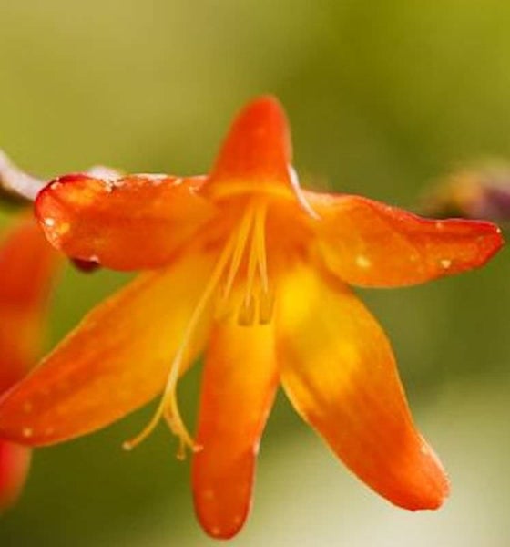 Nahaufnahme einer Montbretie-Blüte