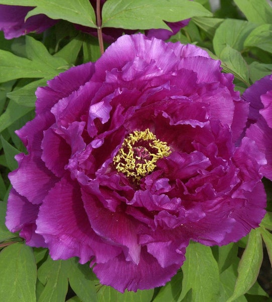 Nahaufnahme einer purpurroten Pfingstrose