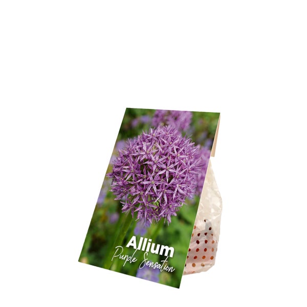 Bloomique – 15er-Mix – Allium Purple Sensation – Look – Zierzwiebel – Lila – Blumenzwiebeln – Frühlingsblüher – Mehrjährige Pflanzen – Wird bis zu 70–90 cm groß