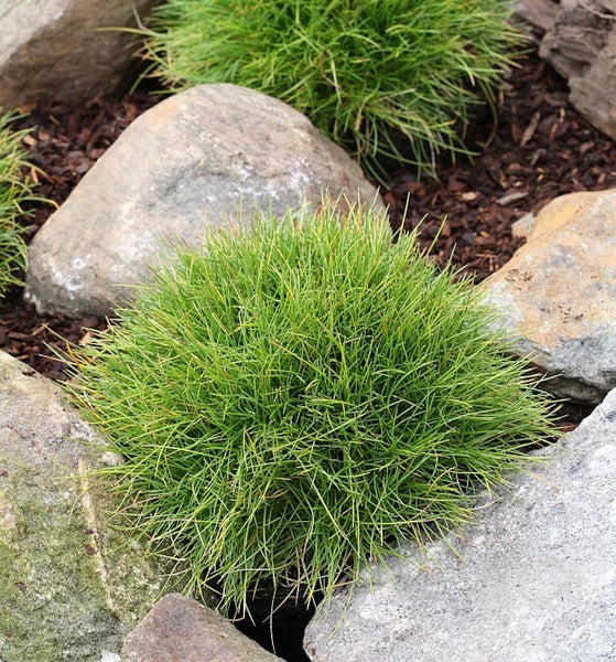 Büschel von Gras zwischen Steinen