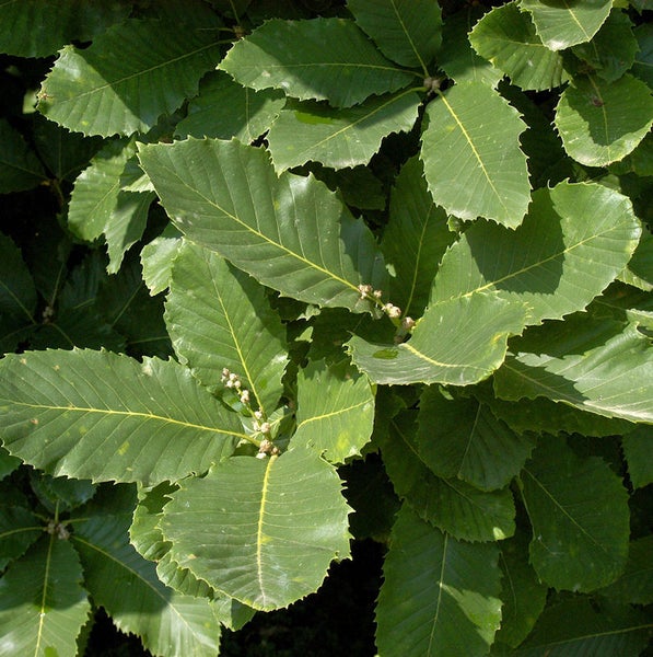 Nahaufnahme von Blättern einer Zerr-Eiche