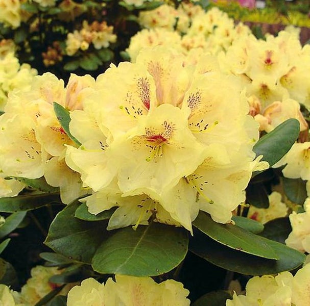 Gelbe Rhododendronblüten mit grünen Blättern