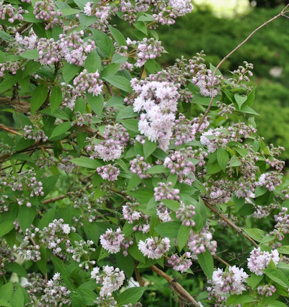 Deutzie mit grünen Blättern und hellrosa Blüten