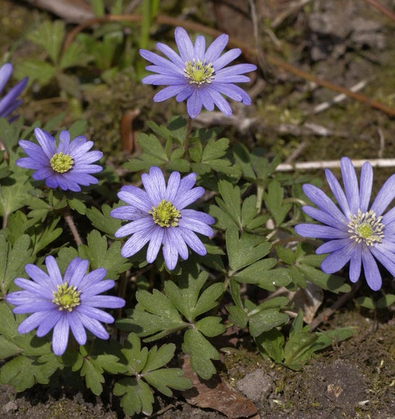 Griechische Windröschen im Gartenbeet
