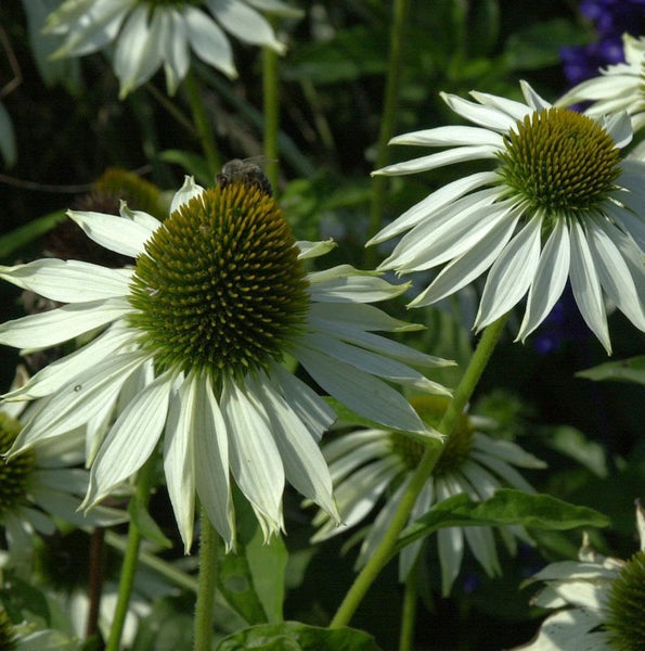 Nahaufnahme von weißen Sonnenhutblüten im Garten.