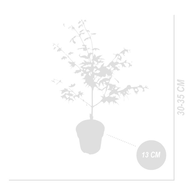 Bloomique - Acer Palmatum 'Ukigumo' - Japanischer Ahorn - Gartenpflanzen - Winterhart - ⌀13 cm - 25-35 cm