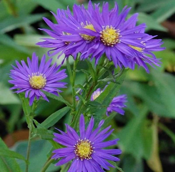 Violette Raublatt-Astern mit gelber Blütenmitte