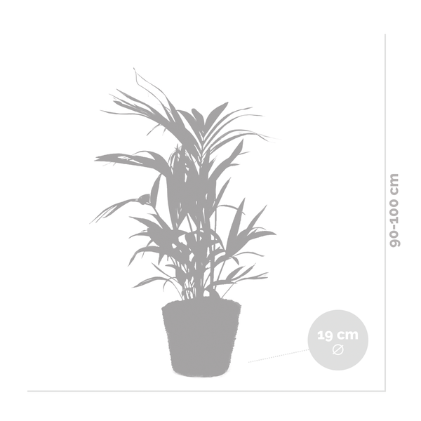 Bloomique - Howea Forsteriana - Kentia Palme - Zimmerpflanzen - Pflegeleicht - Haustierfreundlich - Höhe 90-100 cm - Mit Rotan Korb 19 cm