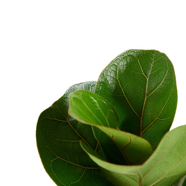 Bloomique - Ficus Lyrata Bambino - Geigenfeige - Zimmerpflanzen - Pflegeleicht - Luftreinigend - Höhe 30-40 cm - Topf 12 cm