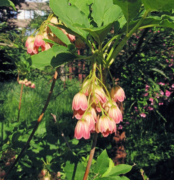 Blühende Scheinhasel im Garten