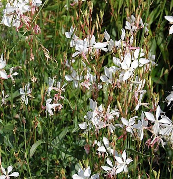 Prachtkerze mit weißen Blüten im Garten