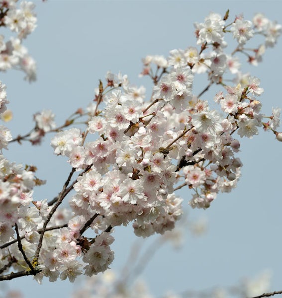 Nahaufnahme eines blühenden Kirschbaumzweigs