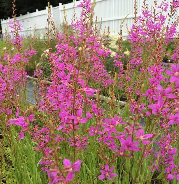 Nahaufnahme von rosafarbenem Blutweiderich im Garten.