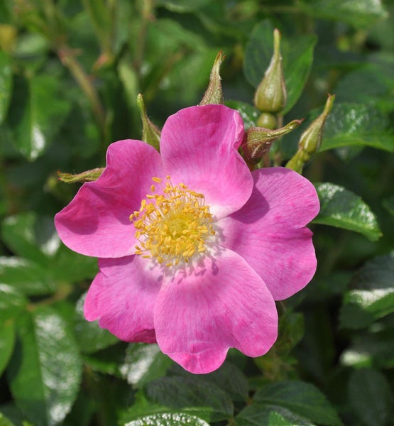Nahaufnahme einer rosafarbenen Heckenrose mit gelben Staubgefäßen
