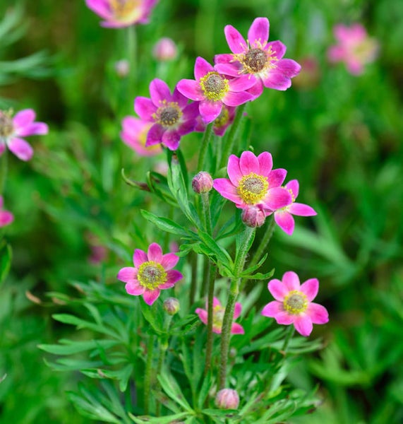 Nahaufnahme einer Anemone mit rosa Blütenblättern und gelber Mitte