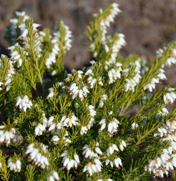 Nahaufnahme von Schneeheide mit weißen Blüten