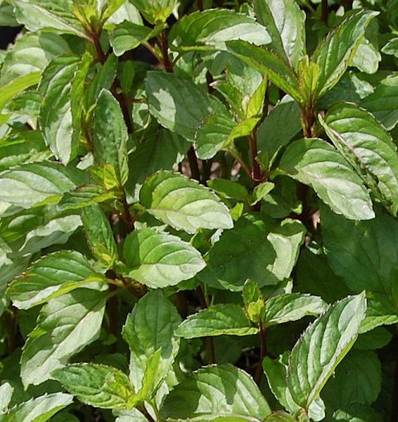 Nahaufnahme von grüner Minze.