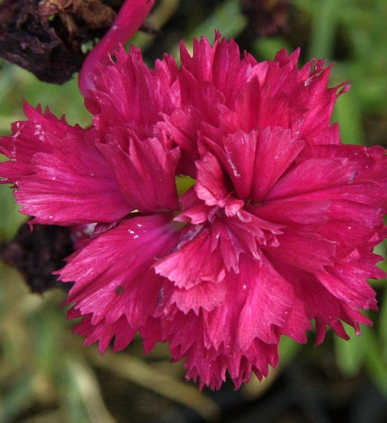 Nahaufnahme einer einzelnen rosafarbenen Nelkenblüte