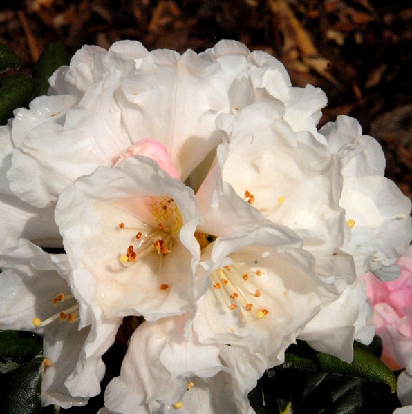 Nahaufnahme von weißen Rhododendronblüten.