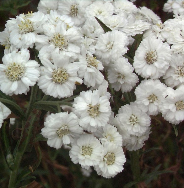 Nahaufnahme von Schafgarbe mit weißen Blüten