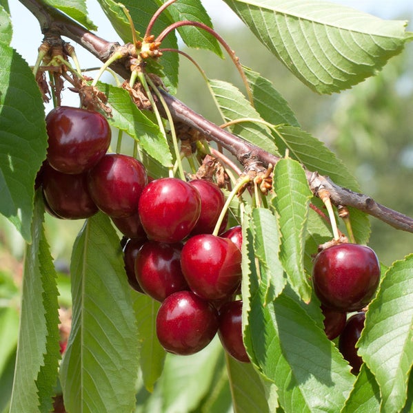 Kirschbaumzweig mit reifen Kirschen und grünen Blättern