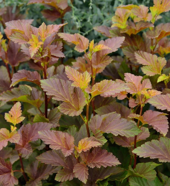 Blasenstrauch mit Blättern