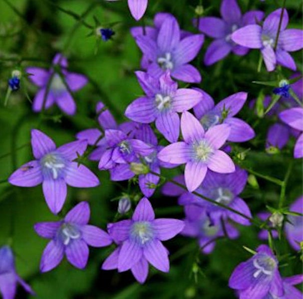 Nahaufnahme von Glockenblumen