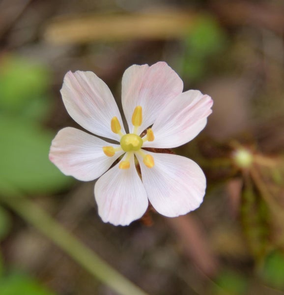 Nahaufnahme einer blassrosa Frühlingsblume mit fünf Blütenblättern und gelben Staubgefäßen.