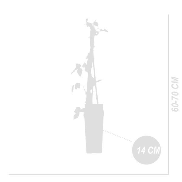 Bloomique - Rubus Idaeus 'Héritage' - Himbeerpflanze - Obstpflanzen - Gartenpflanzen - Winterhart - ⌀14 cm - Höhe 60-70 cm