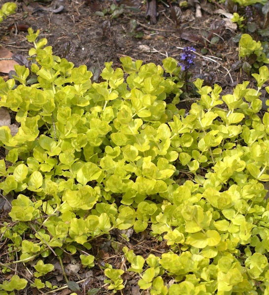 Gelbes Kriechendes Günsel im Gartenbeet