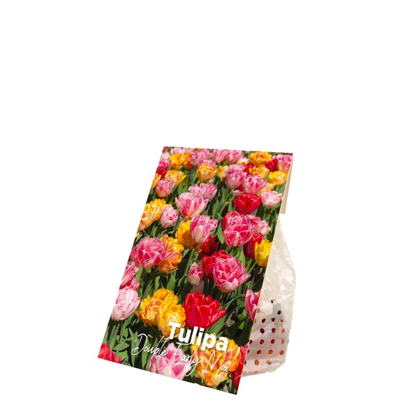 Bloomique – 20er-Mix – Tulipa Double Mix – gefüllte Blumen – Tulpenzwiebeln – Farbmischung – Blumenzwiebeln – Frühlingsblüte – mehrjährige Pflanzen – wird bis zu 35–40 cm groß
