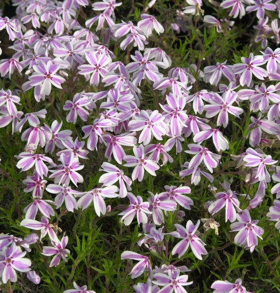 Nahaufnahme von kriechendem Phlox mit Blüten