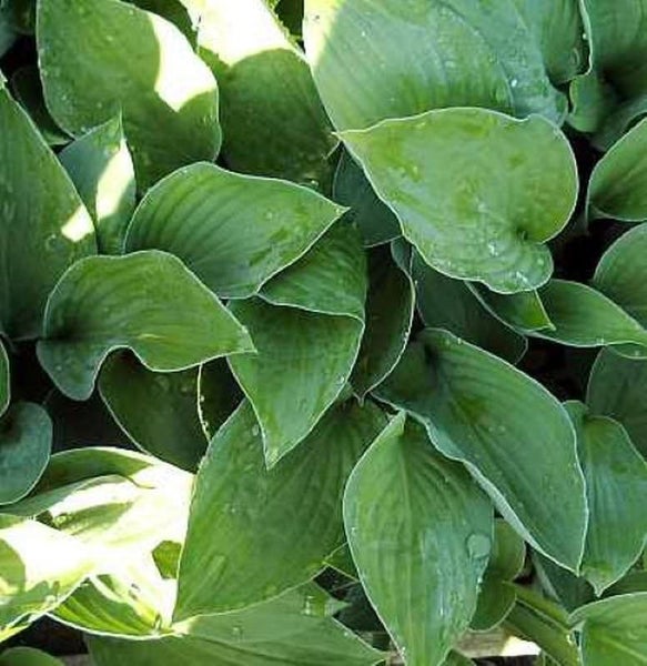 Nahaufnahme einer Gruppe von Funkienpflanzen mit grünen Blättern.