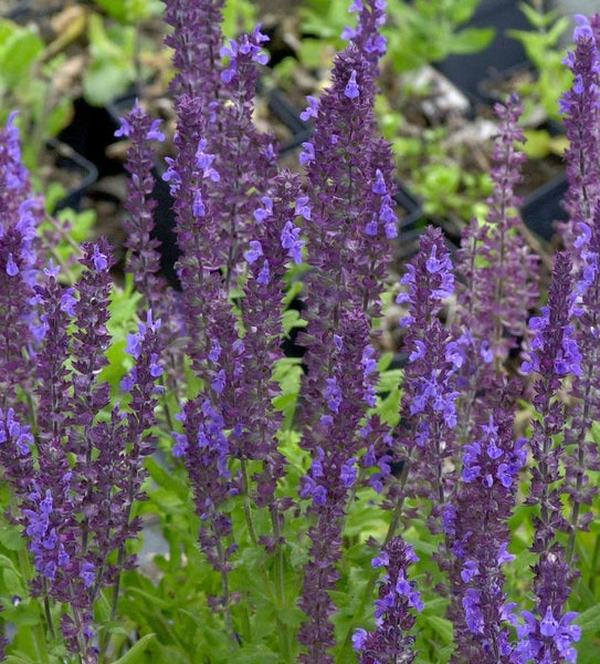 Nahaufnahme von blühendem Ziersalbei im Garten.