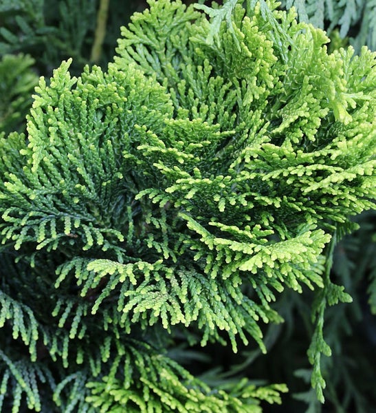 Nahaufnahme der immergrünen Zypresse