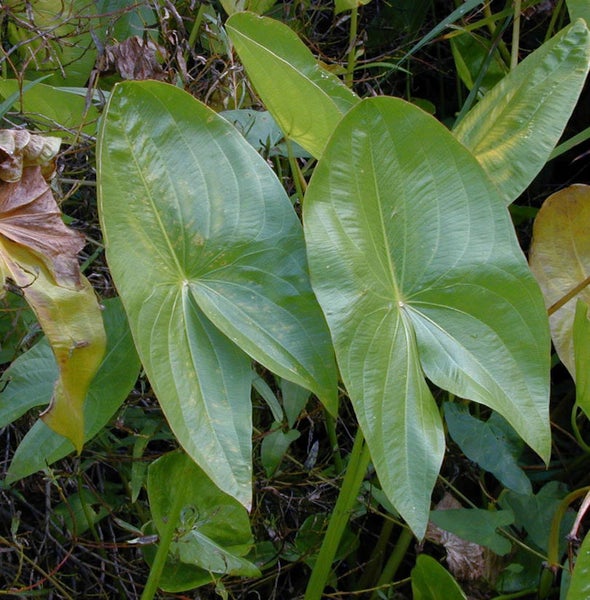 Pfeilkraut Pflanze mit grünen Blättern