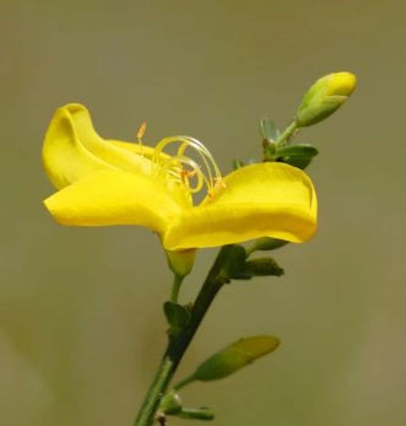 Ginsterblüte mit Blütenknospen