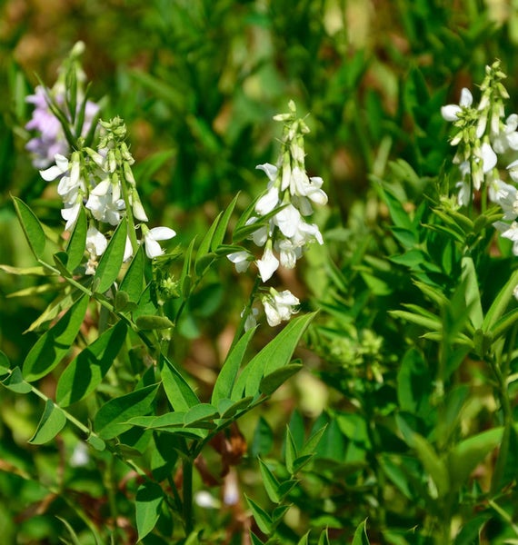 Blühende Zaun-Wicke im Garten